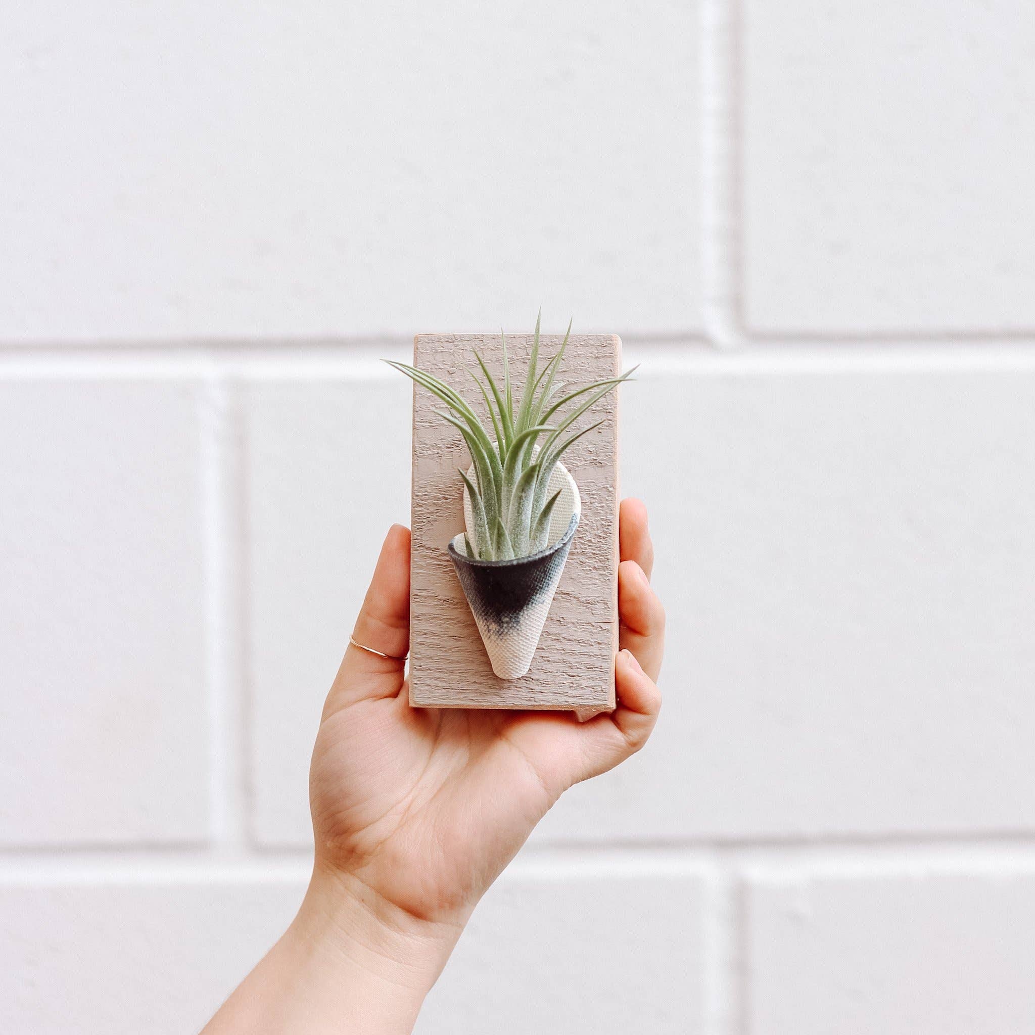 Blush Carter and Rose Ceramic and Wood Wall Planter Double with Air Plant Blush Carter and Rose Ceramic and Wood Wall Planter Double with Air Plant